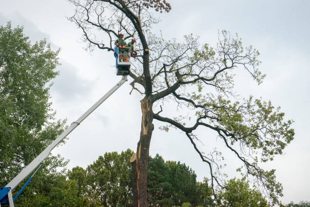 How Our Tree Care Process Works  in  Roanoke Rapids, NC